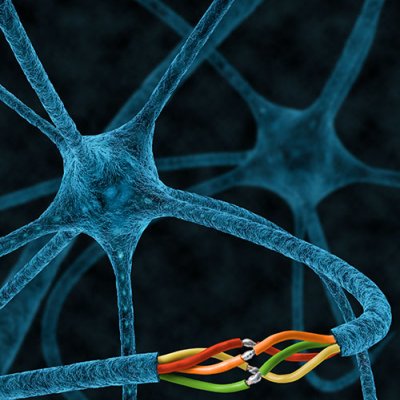 Injured axons of the nematode C. elegans and other invertebrate species are able to rejoin with their separated segments, preventing degeneration and restoring the original axonal tract in a process known as axonal fusion. Credit: Nick Valmas